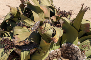 Unsterbliche Pflanze