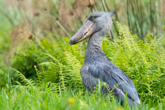 Prehistoric-looking Shoebill Stork in the Mabamba Swamps of Lake Victoria at Entebbe, Uganda, Africa.
