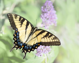 Fototapeta na wymiar Yellow Swallowtail butterfly with purple butterfly bush and pale green background