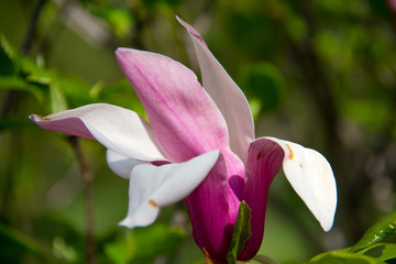 Obraz premium Flower