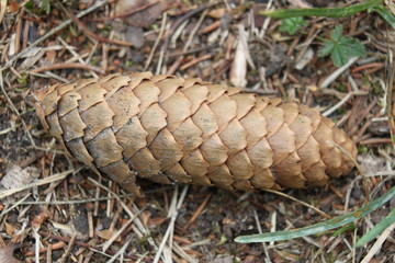 Spruce cone against the background of forest land