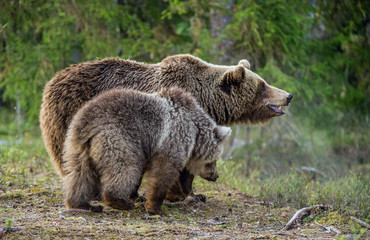 She-bear and bear-cub. Cub and Adult female of Brown Bear  in the forest at summer time. Scientific name: Ursus arctos.