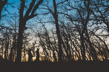 Side view of unrecognizable silhouette people walking alone in dark autumn forest with bare trees after sunset with glowing sky on background