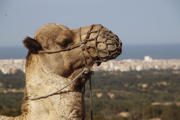 Essaouira, Morocco »; Spring 2017: Detail of a dromedary and the city of Essaouira in the...