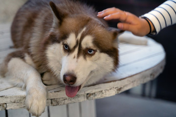the women hand stroke the adult dog husky