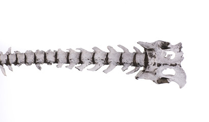 spinal skeleton of an animal on a white background