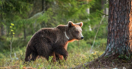 Brown bear cub in the summer forest.  Scientific name: Ursus arctos.