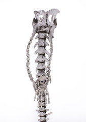 bone shaman necklace on white background