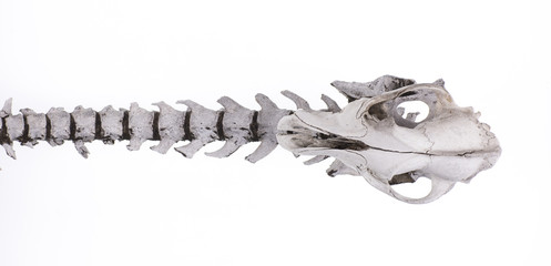 spinal skeleton of an animal on a white background