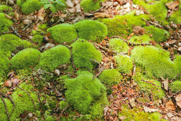 Forêt - Mousse