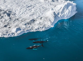 3 Humpback Whale dive near Ilulissat among icebergs. Their source is by the Jakobshavn glacier. The...