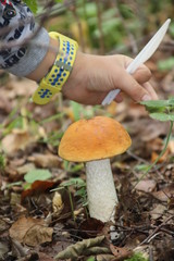 Mushroom picking. Edible white mushroom.