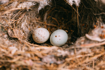From above nest with small bird eggs placed on branches of thin conifer tree in forest