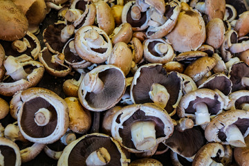 Background of Fresh Mushrooms.