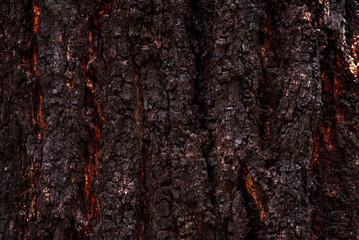 Burnt gum tree bark texture