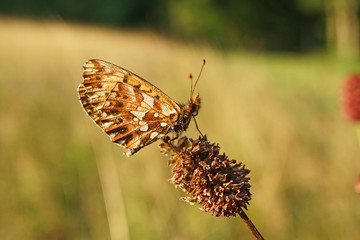 Schmetterlinge Deutschlands - Perlmuttfalter
