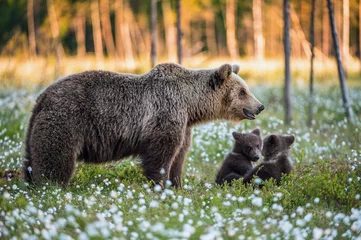 Foto op Aluminium She-bear and playfull bear cubs. Cubs and Adult female of Brown Bear  in the forest at summer time. Scientific name: Ursus arctos.  White flowers on the bog in the summer forest. © Uryadnikov Sergey