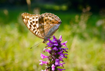 Schmetterlinge Deutschlands - Kaisermantel