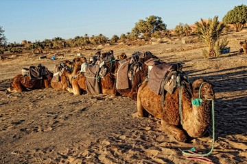 The dromedaries of the Merzouga desert. Morocco