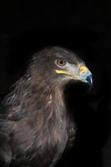 birds of prey Steppe Eagle