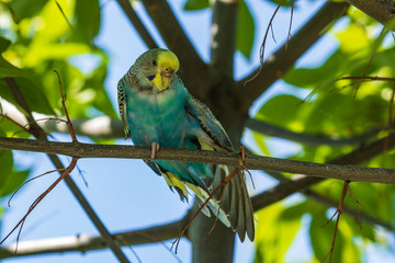 A beautiful light green parrot is sitting on a branch. Wildlife bird in the forest. Close-up.