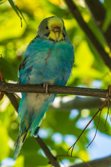 A beautiful light green parrot is sitting on a branch. Wildlife bird in the forest. Close-up.