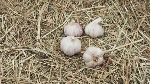 Heads of garlic on the hay.