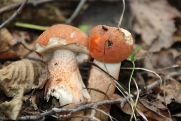 Mushroom picking. Edible white mushroom.