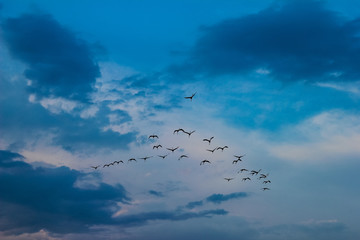 flock of flamingos fly during sunset in the natural reserve of Vendicari in Sicily, Italy