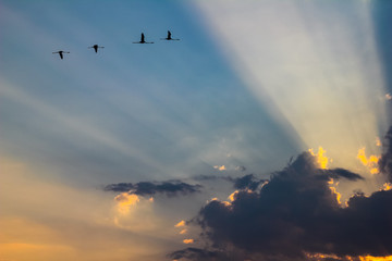 flamingos in flight with sunbeams crossing the clouds during sunset in the nature reserve of vendicari in Sicily, Italy