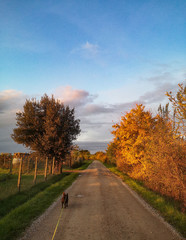 cane a passeggio in autunno