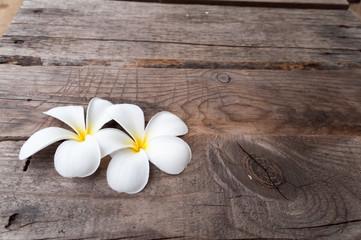 frangipani flowers on wood