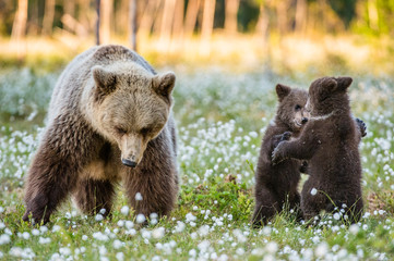 She-bear and playfull bear cubs. Cubs and Adult female of Brown Bear  in the forest at summer time. Scientific name: Ursus arctos.  White flowers on the bog in the summer forest. © Uryadnikov Sergey