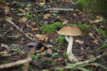 Mushroom picking. Boletus, an edible mushroom.