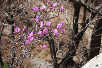 pink bougainvilleas with brown branches and bushes in the background, sunny day