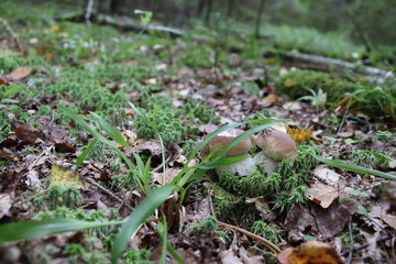 In the grass mushroom edible boletus.