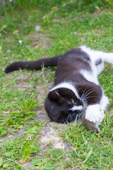 Black and white house cat caught a gray mouse and plays with it