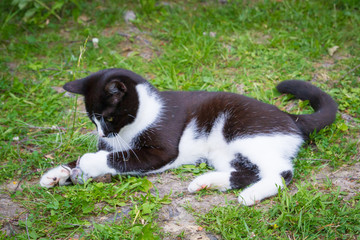 Black and white house cat caught a gray mouse and plays with it