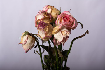 Fototapeta premium bouquet of dried pink roses on a light solid background
