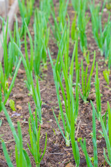 Green onions ripened in the garden beds in early summer