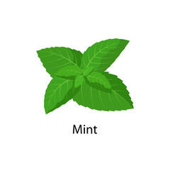 Mint - vector illustration in flat design isolated on white background.