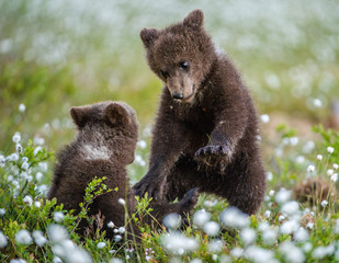 Obraz premium Brown bear cubs playing in the forest. Bear Cubs stands on its hind legs. Brown bear ( Scientific name: Ursus arctos) cubs playing on the swamp in the forest. White flowers on the bog in the summer 