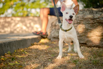 Dog Parson Russell Terrier breed is playing in green park with his owner. Summer time or beginning of autumn. Nature. Pet care and training concept.