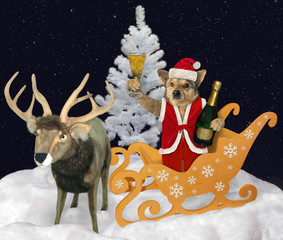 The beige dog in a red Santa Claus suit is riding the christmas reindeer sleigh with a bottle of champagne in the winter forest at night.