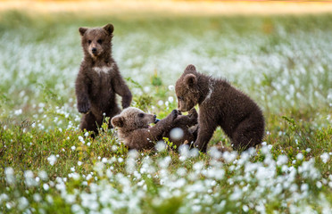 Bear Cub stands on its hind legs. Brown bear ( Scientific name: Ursus arctos) cubs playing on the...