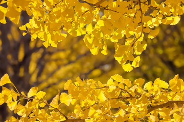 イチョウの黄葉