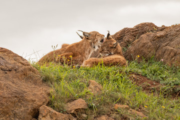 boreal lynx resting in its territory