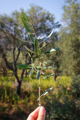 Fototapeta na wymiar A small twig of olive tree with leaves in hand on a background of olive grove