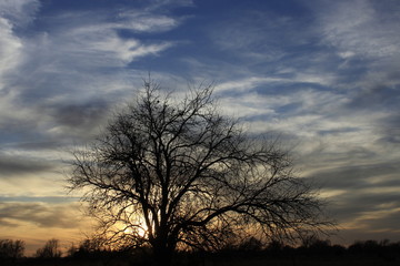 silhouette of tree at sunset with a colorful sky