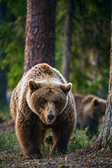 Naklejka premium Wild Brown bear in the summer forest. Scientific name: Ursus Arctos.